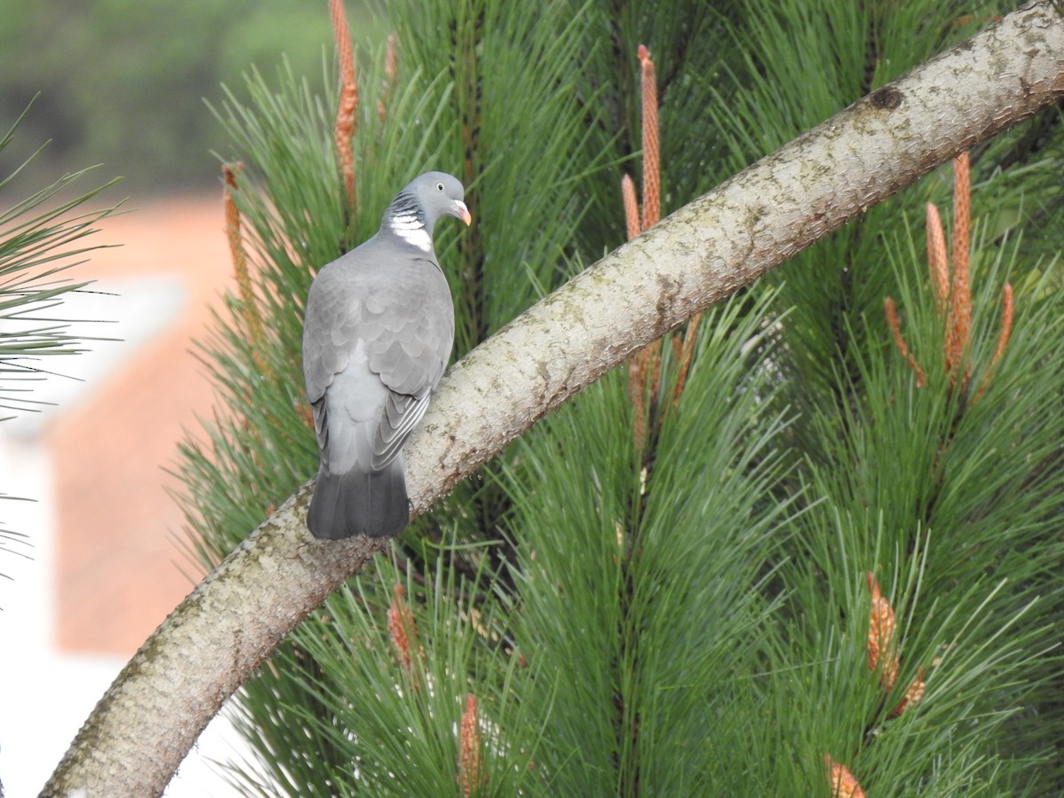 Common Wood-Pigeon - ML615747316