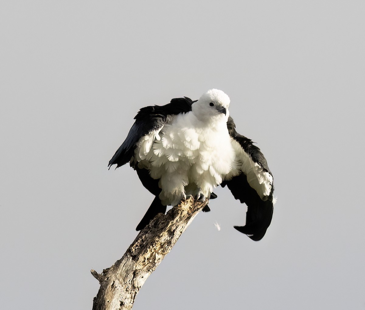 Swallow-tailed Kite - ML615747322