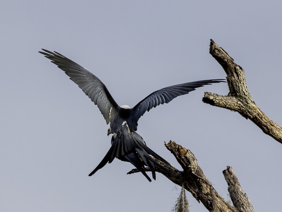 Swallow-tailed Kite - ML615747325