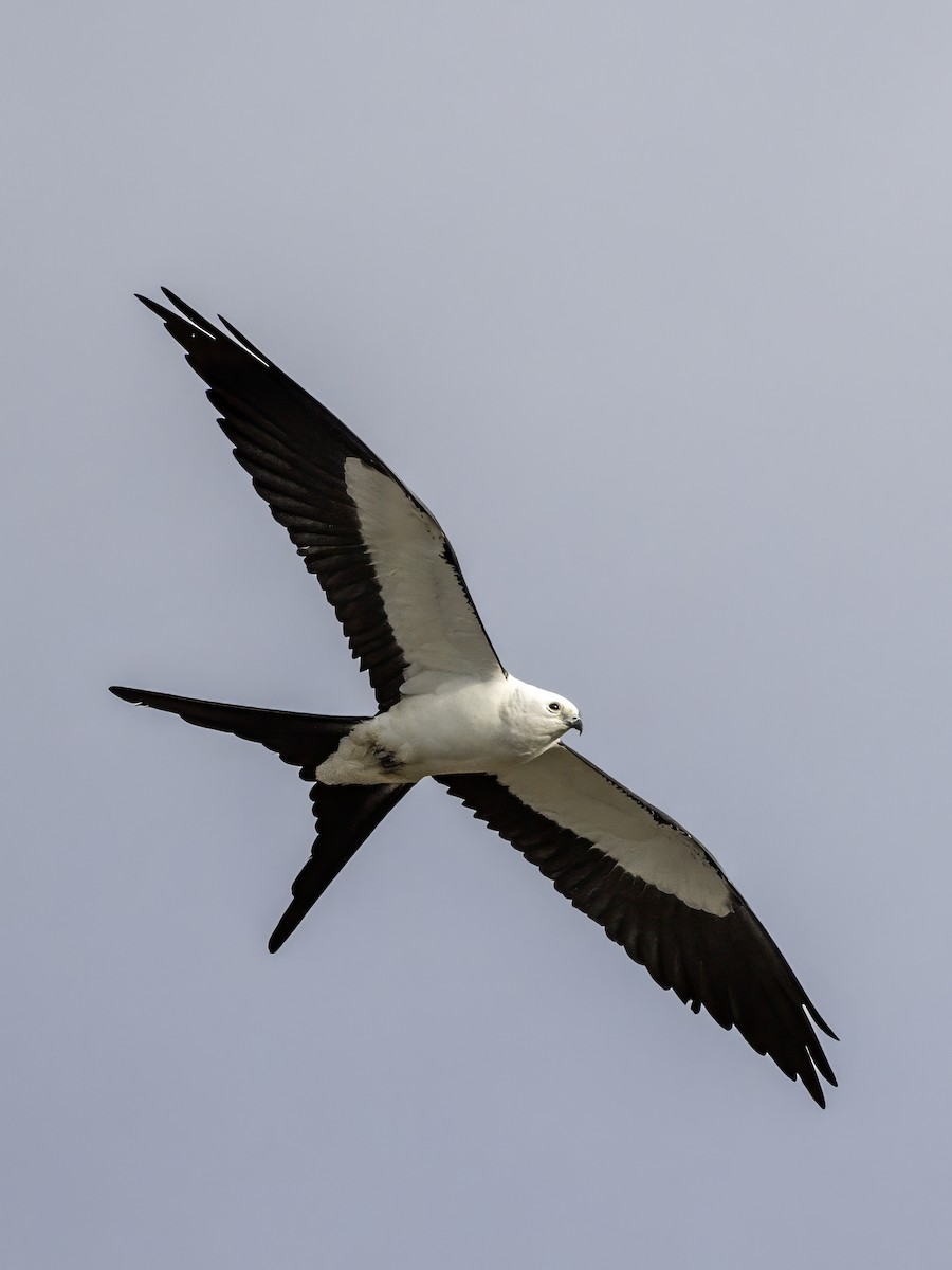 Swallow-tailed Kite - ML615747326