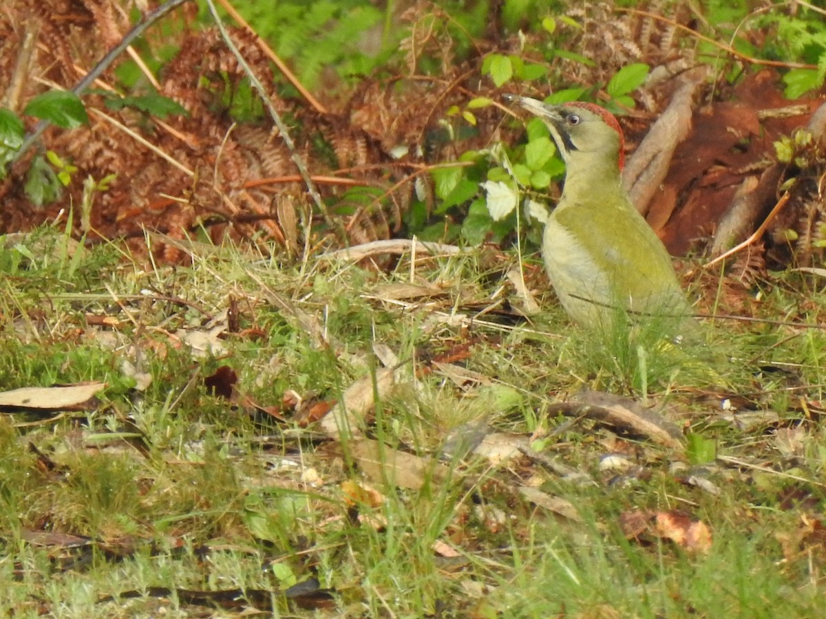 Iberian Green Woodpecker - ML615747333