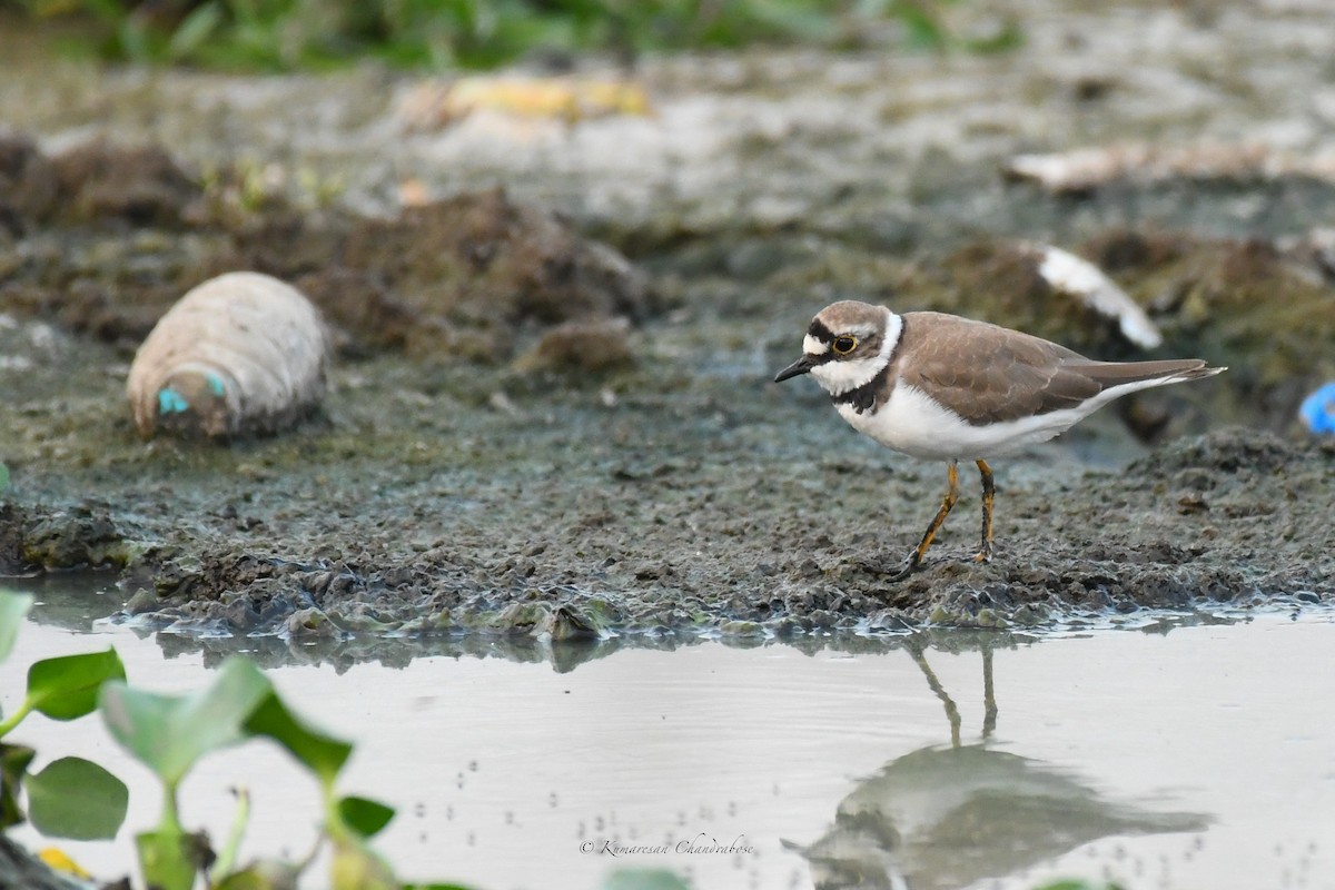 Little Ringed Plover - ML615747408