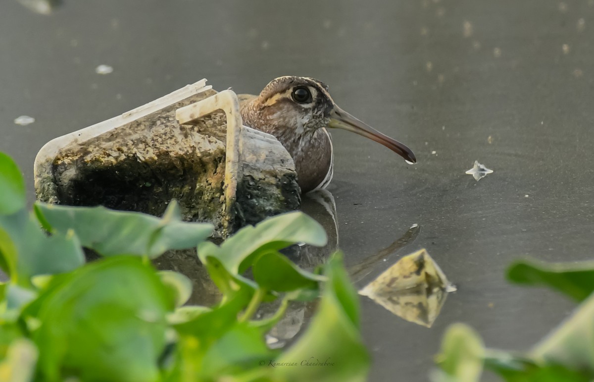 Greater Painted-Snipe - ML615747411