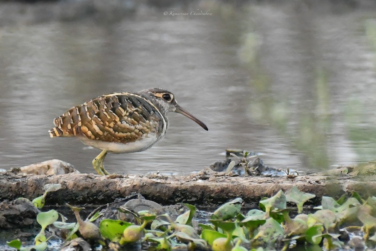 Greater Painted-Snipe - ML615747412
