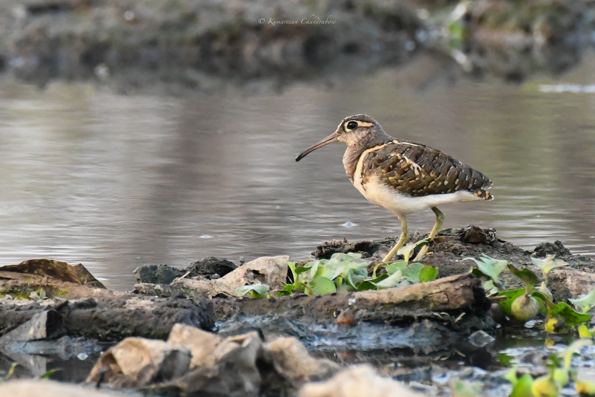 Greater Painted-Snipe - Kumaresan Chandrabose