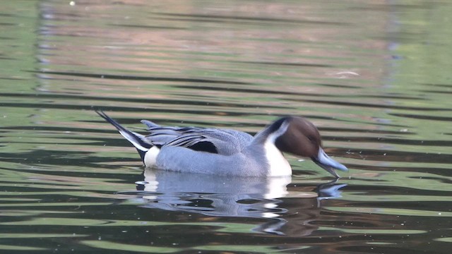 Northern Pintail - ML615747444