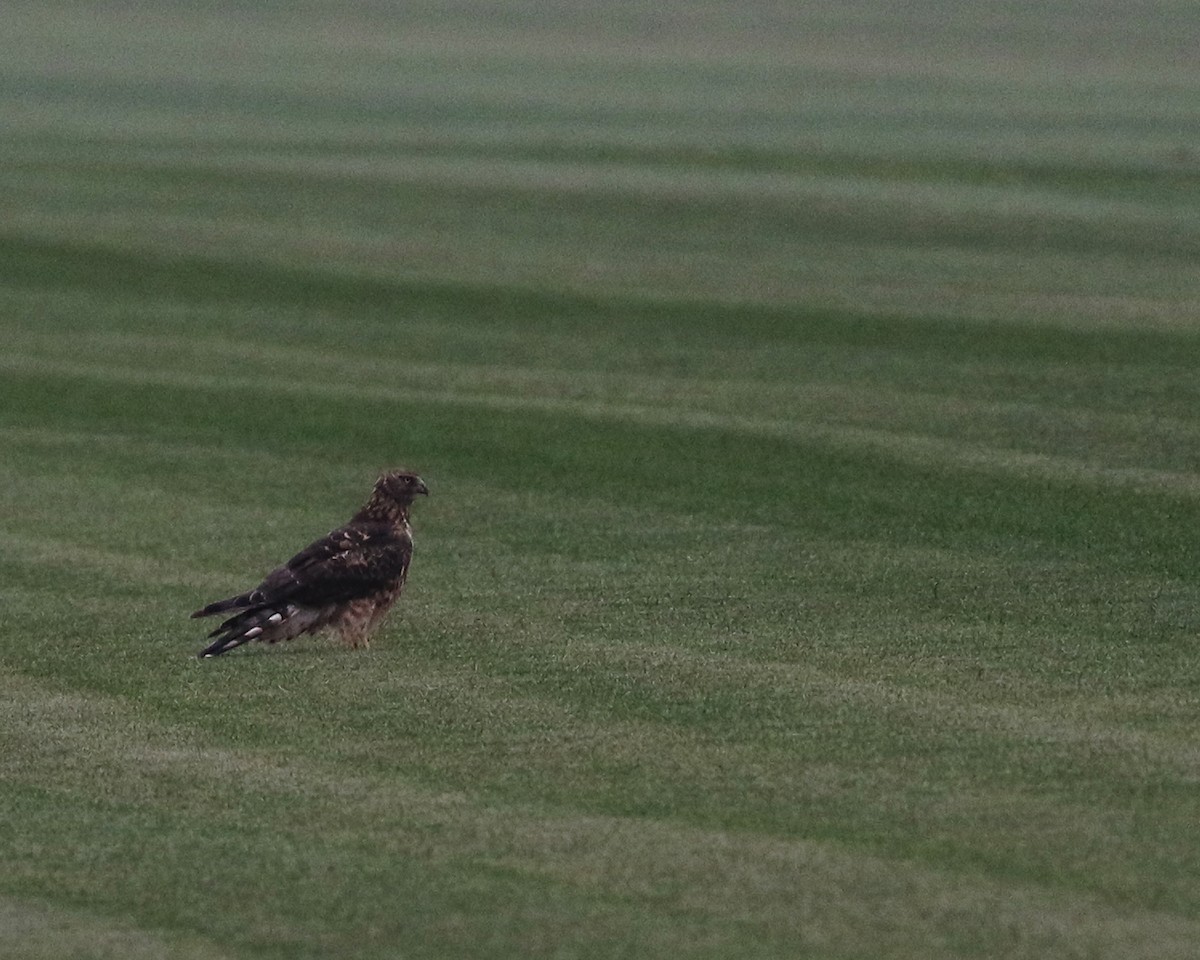 Northern Harrier - ML615747449