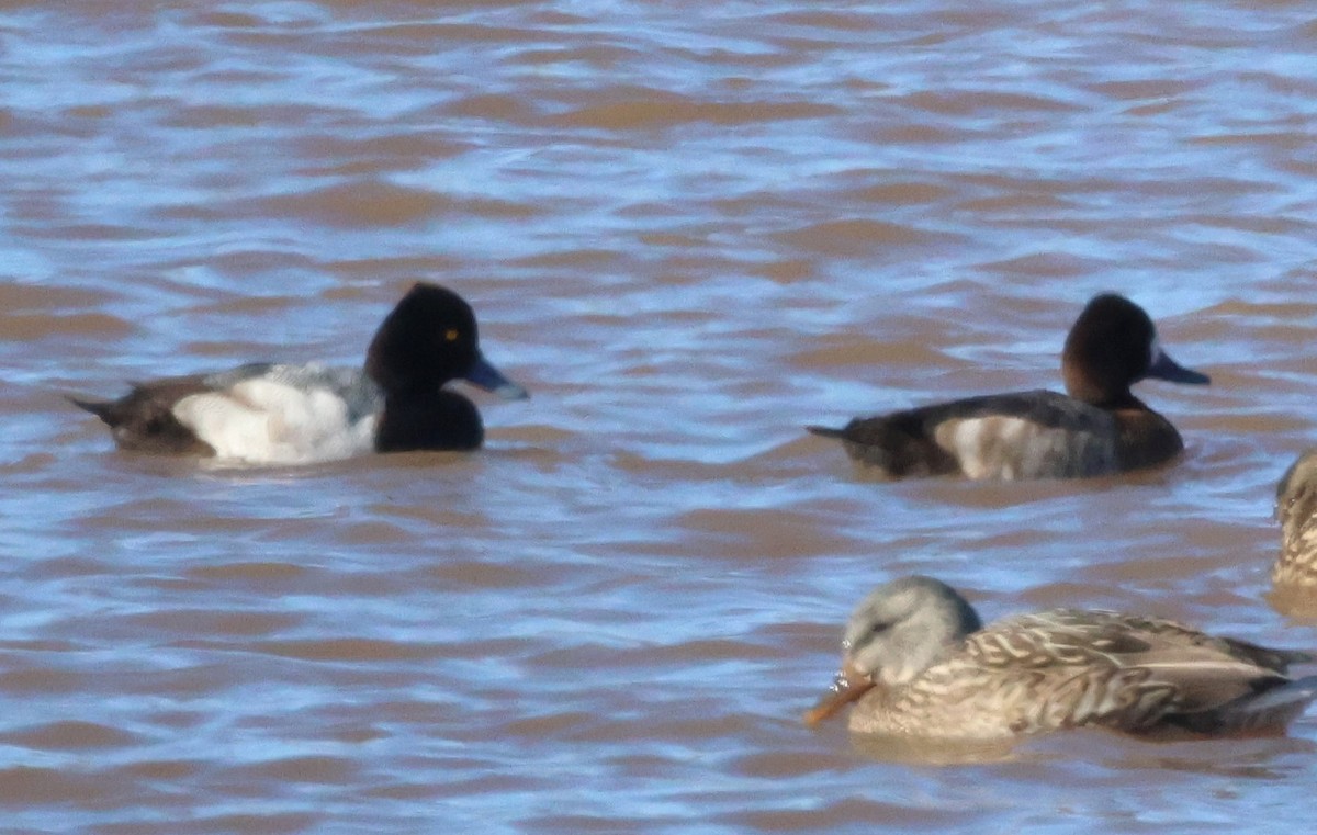 Lesser Scaup - ML615747488