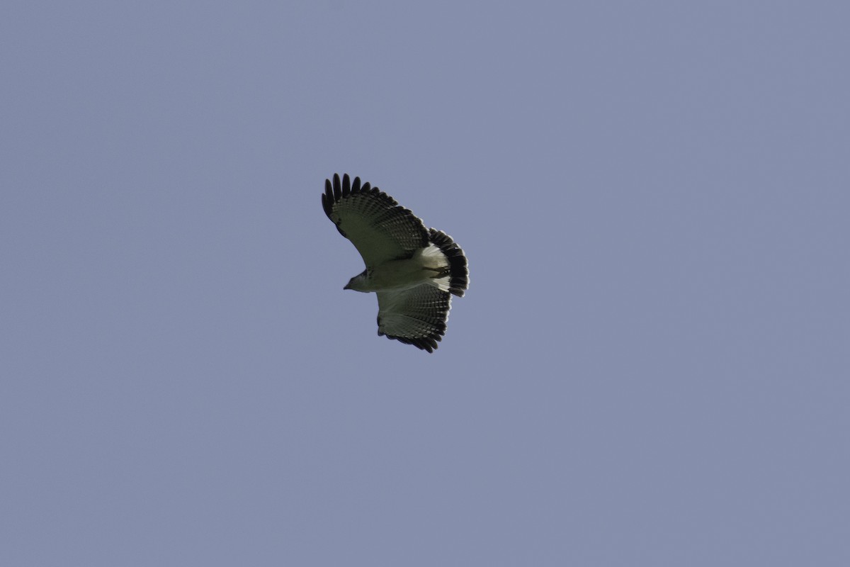 Gray-backed Hawk - Erick H. Reátegui Guzmán