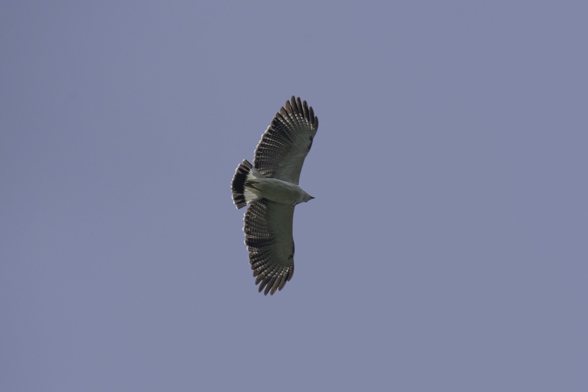 Gray-backed Hawk - Erick H. Reátegui Guzmán