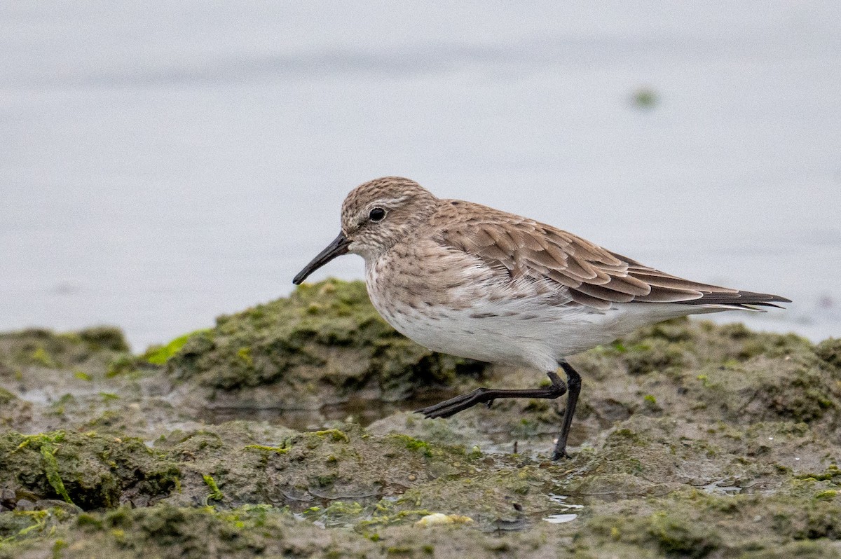 peep sp. - ML615747559