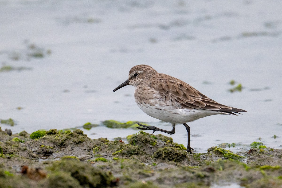 peep sp. - ML615747561