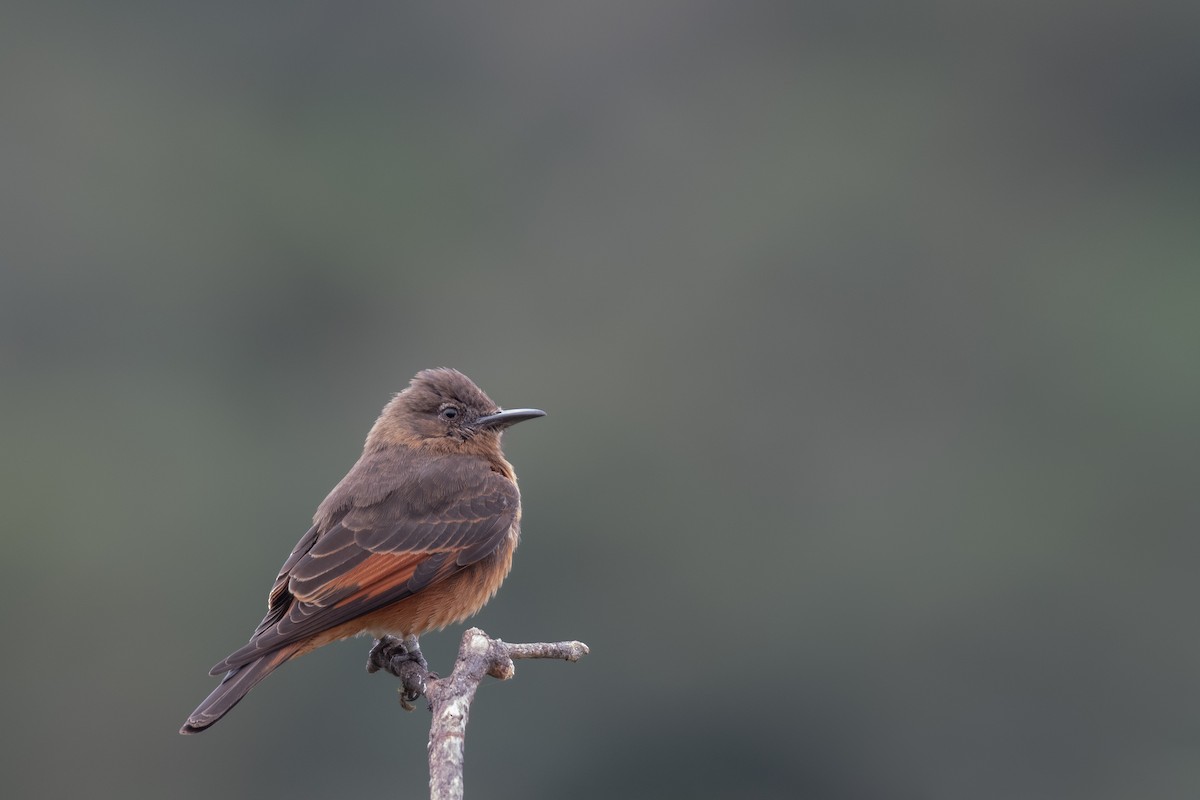 Cliff Flycatcher (Swallow) - ML615747569