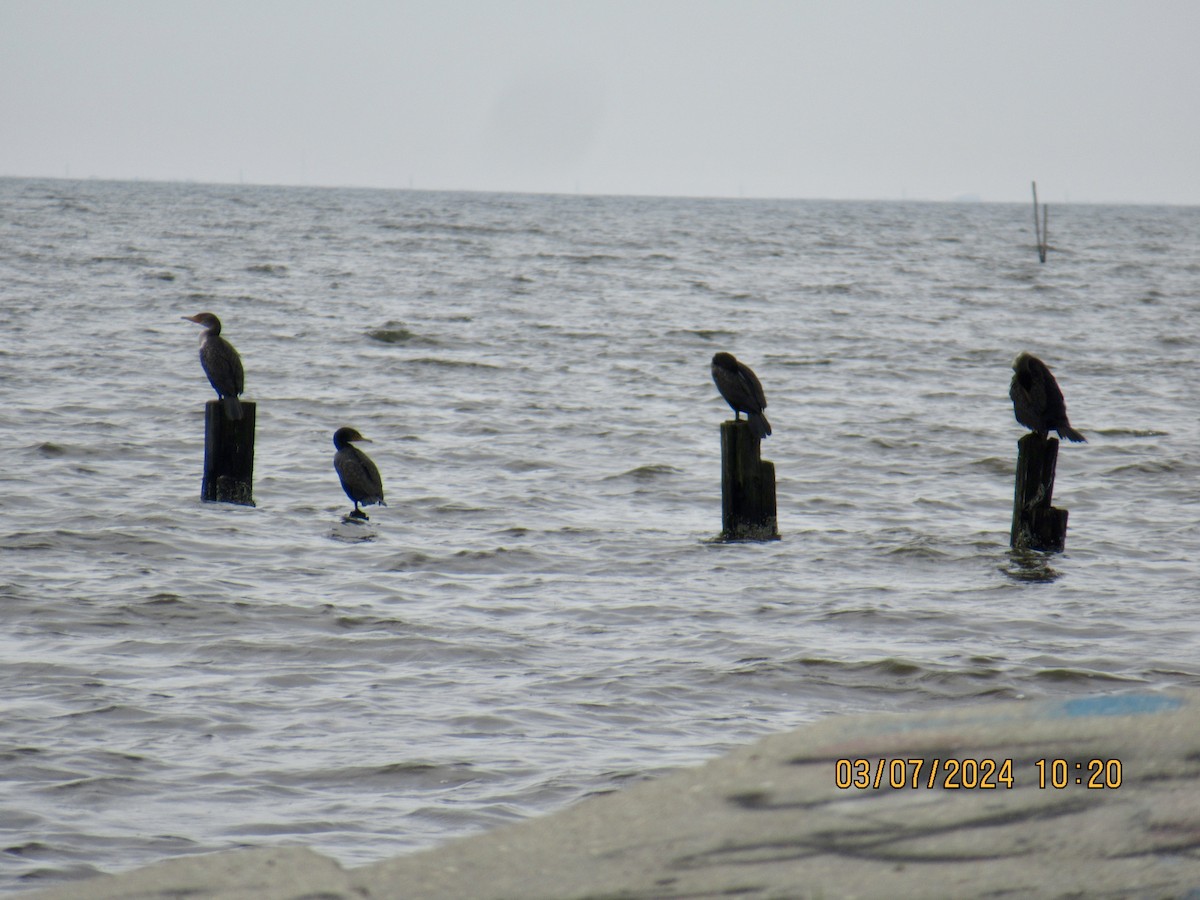 Double-crested Cormorant - ML615747622