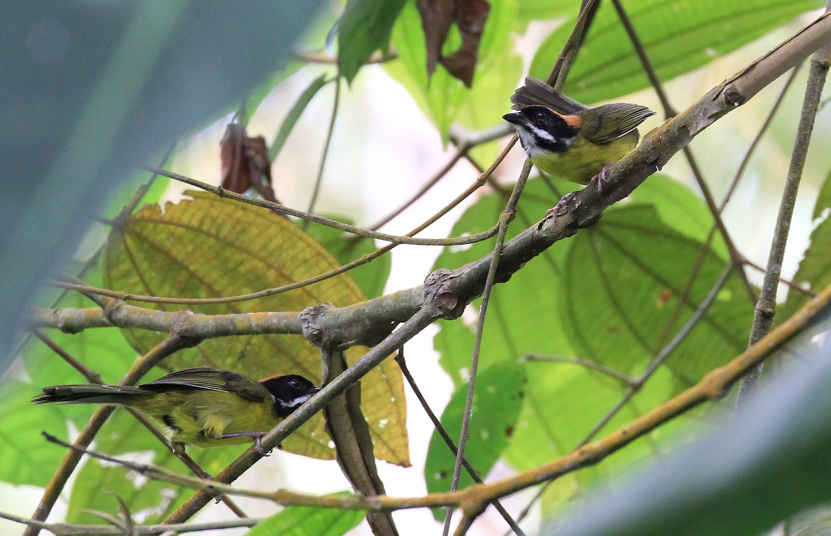 Moustached Brushfinch - ML615747689