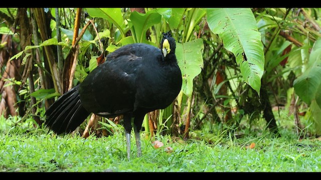 Great Curassow - ML615747713