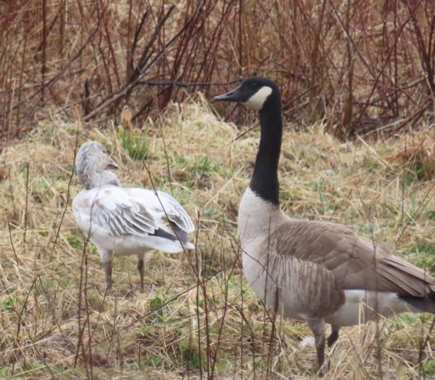 Snow Goose - ML615747726