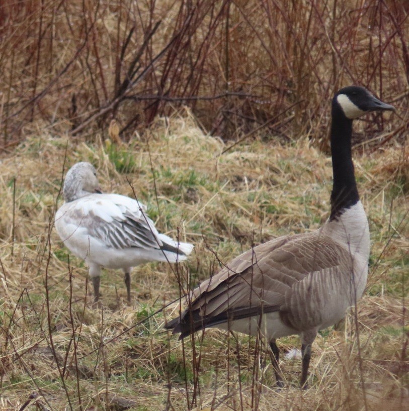 Snow Goose - ML615747727