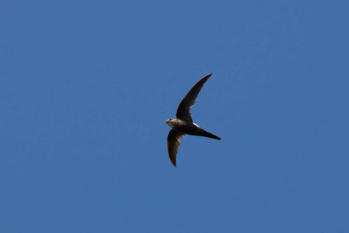 Pacific Swift - ML615747802