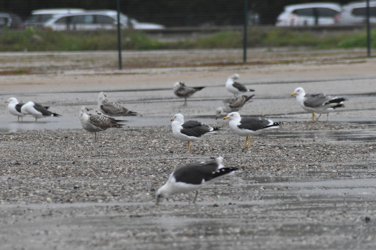 Yellow-legged/Lesser Black-backed Gull - ML615747836