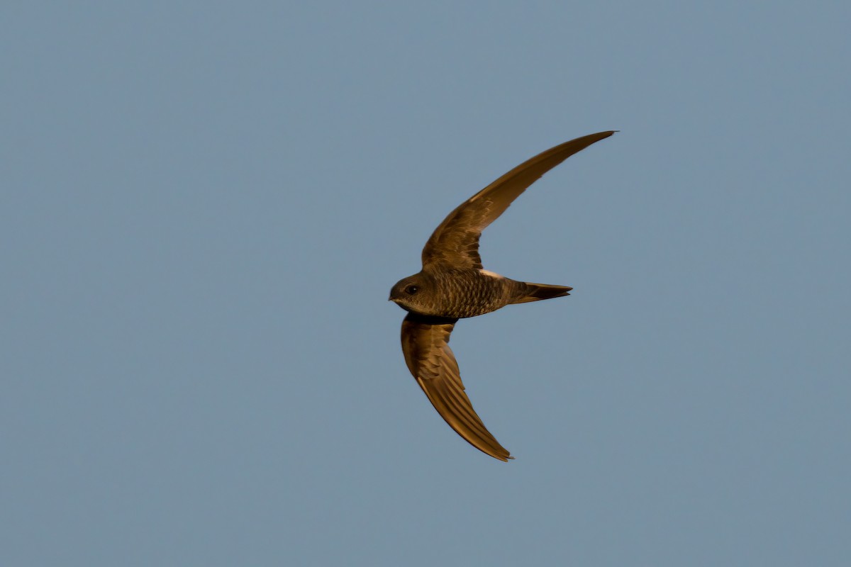 Pacific Swift - ML615747841