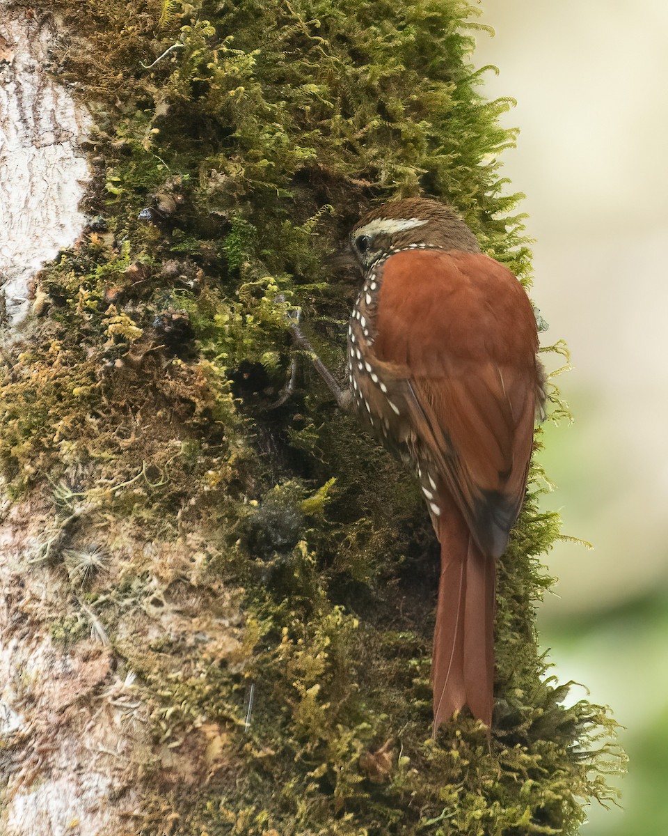 Pearled Treerunner - Eric Ripma