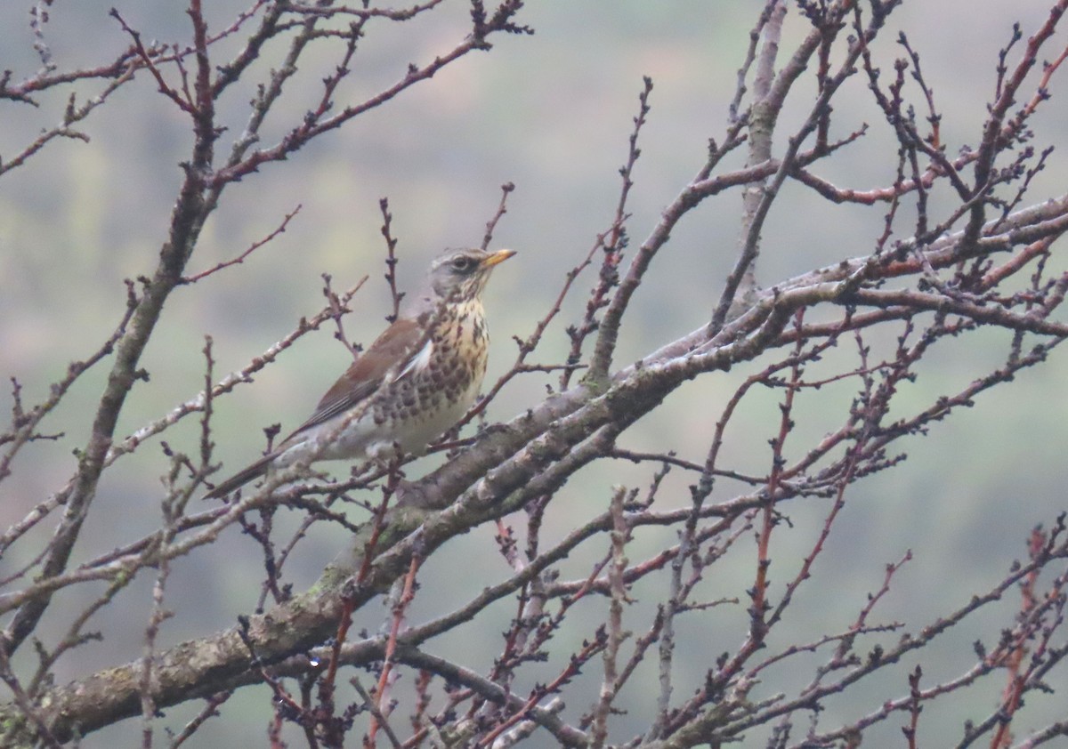 Fieldfare - ML615748003