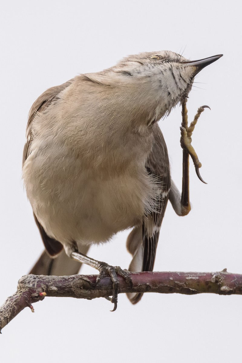 Northern Mockingbird - ML615748119