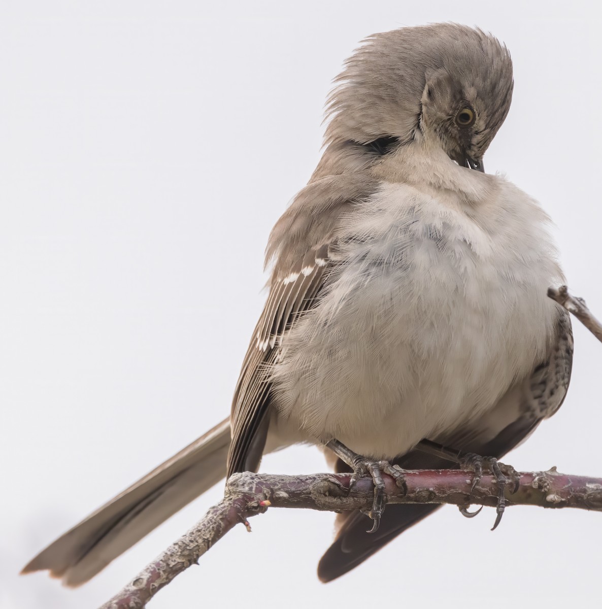 Northern Mockingbird - ML615748120