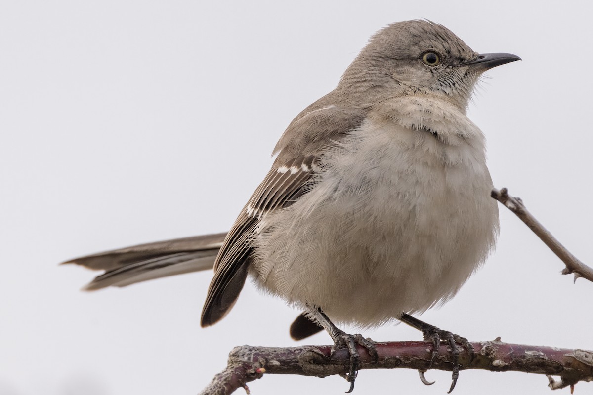 Northern Mockingbird - ML615748121