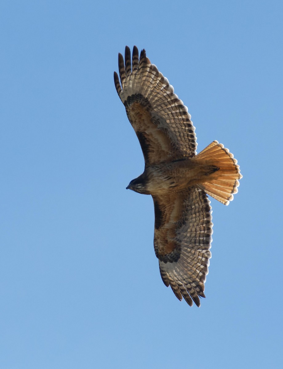 Red-tailed Hawk - ML615748135