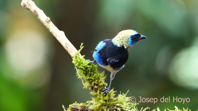 Golden-hooded Tanager - ML615748152