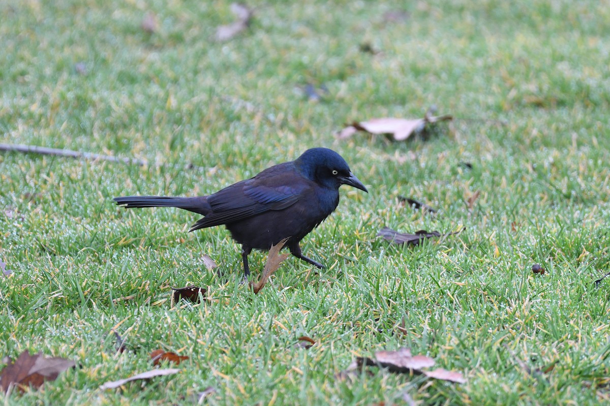 Common Grackle - ML615748175