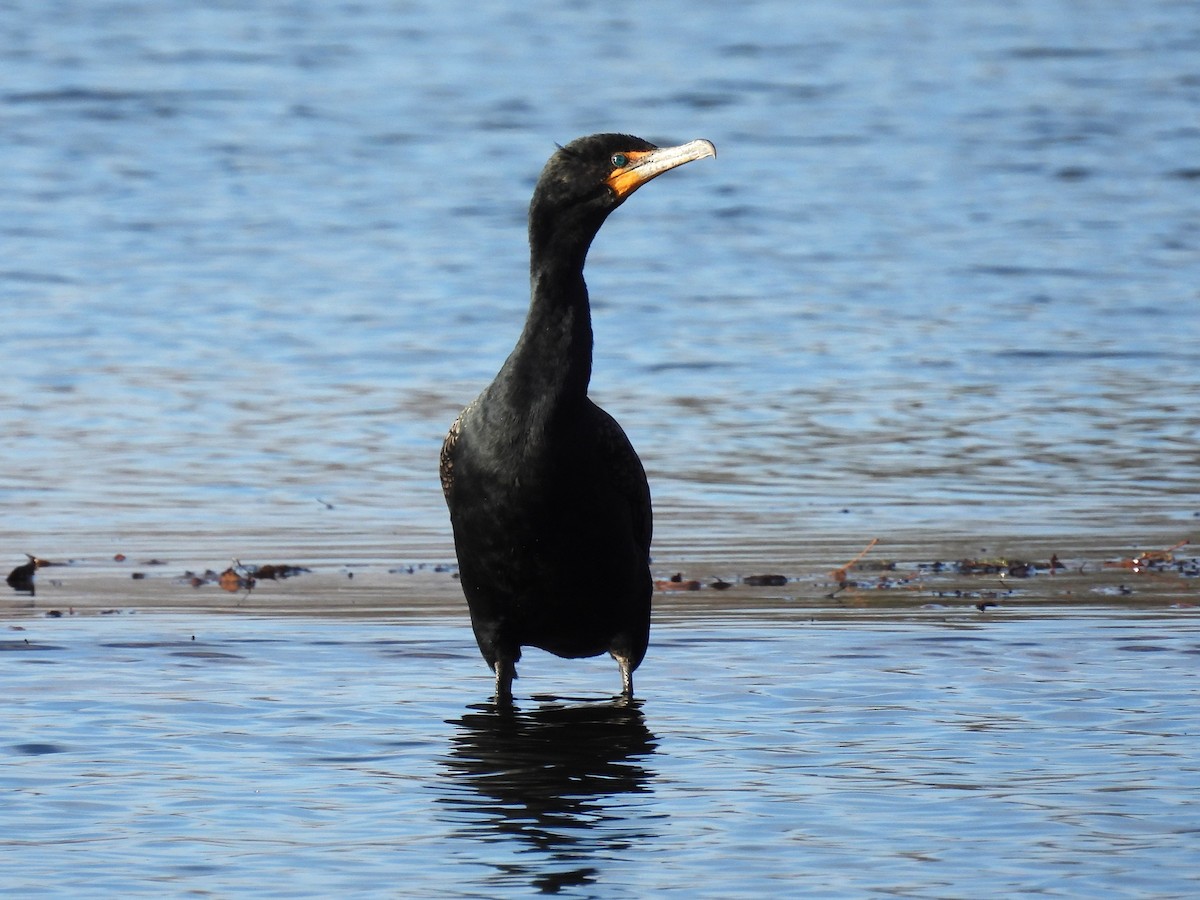 Double-crested Cormorant - ML615748215