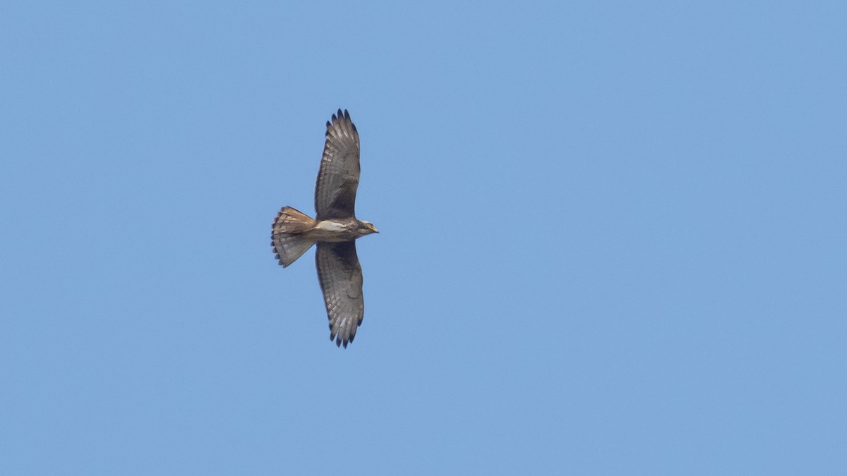 White-eyed Buzzard - ML615748241