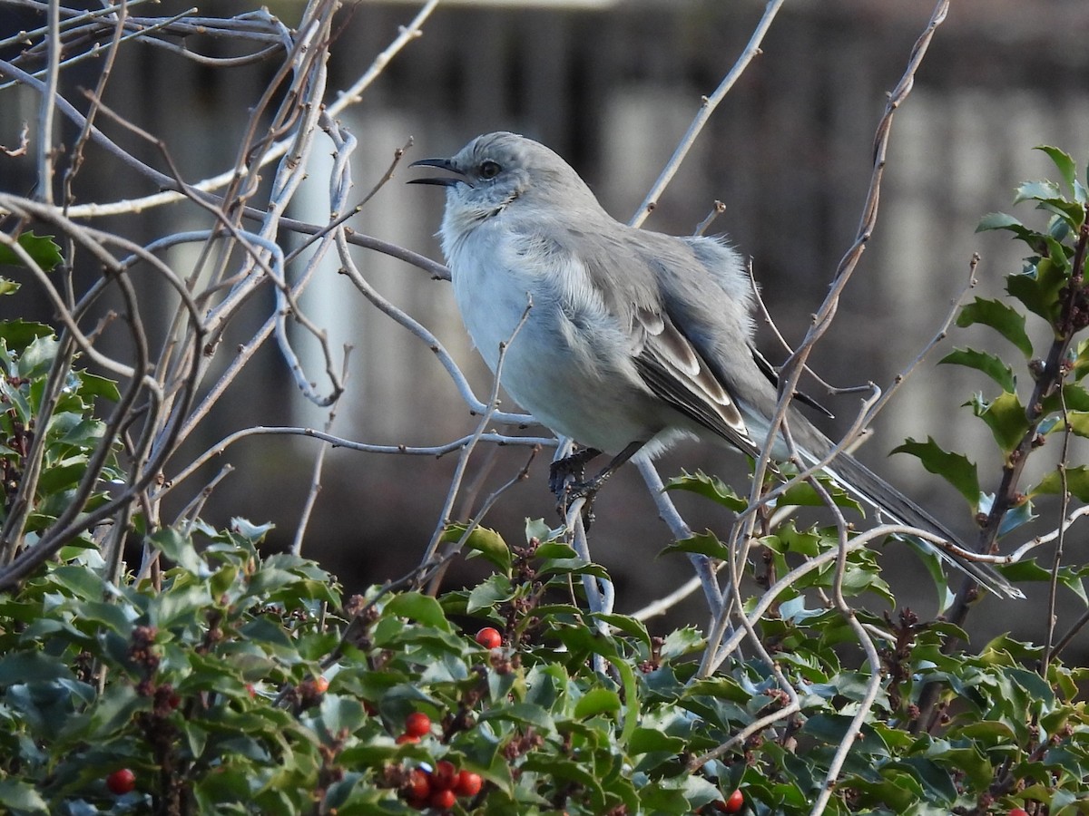 Northern Mockingbird - ML615748243