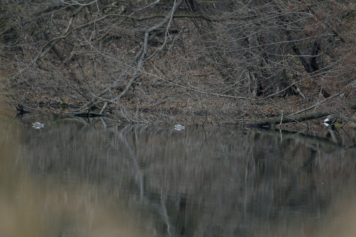 Green-winged Teal - ML615748255