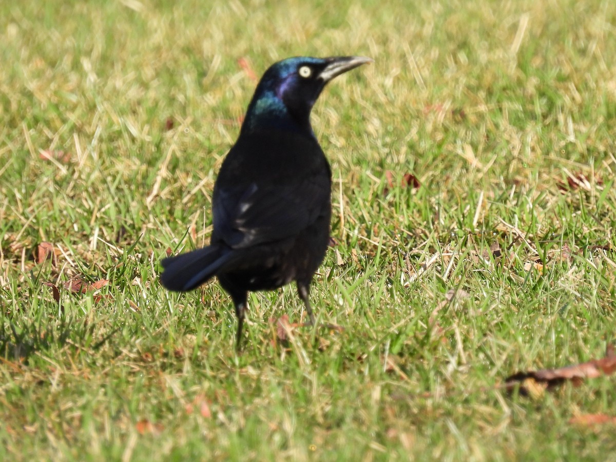 Common Grackle - Patricia and Richard Williams
