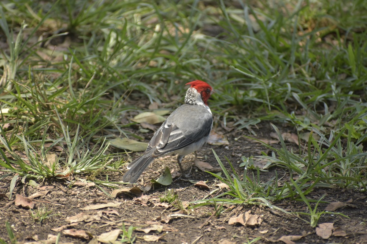 Red-crested Cardinal - ML615748268
