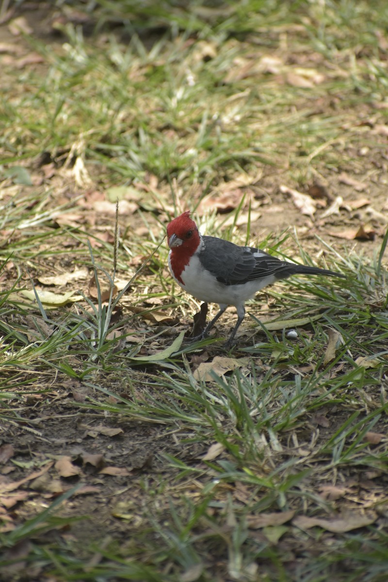 Red-crested Cardinal - ML615748269