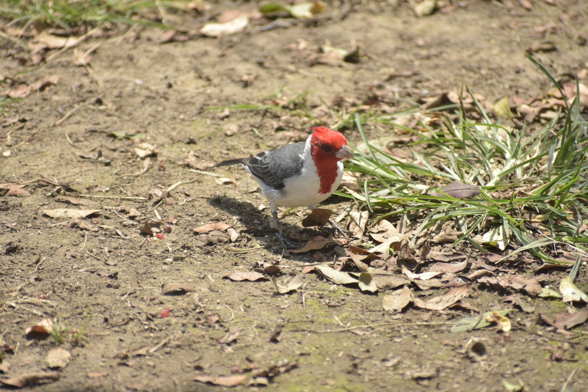 Red-crested Cardinal - ML615748270