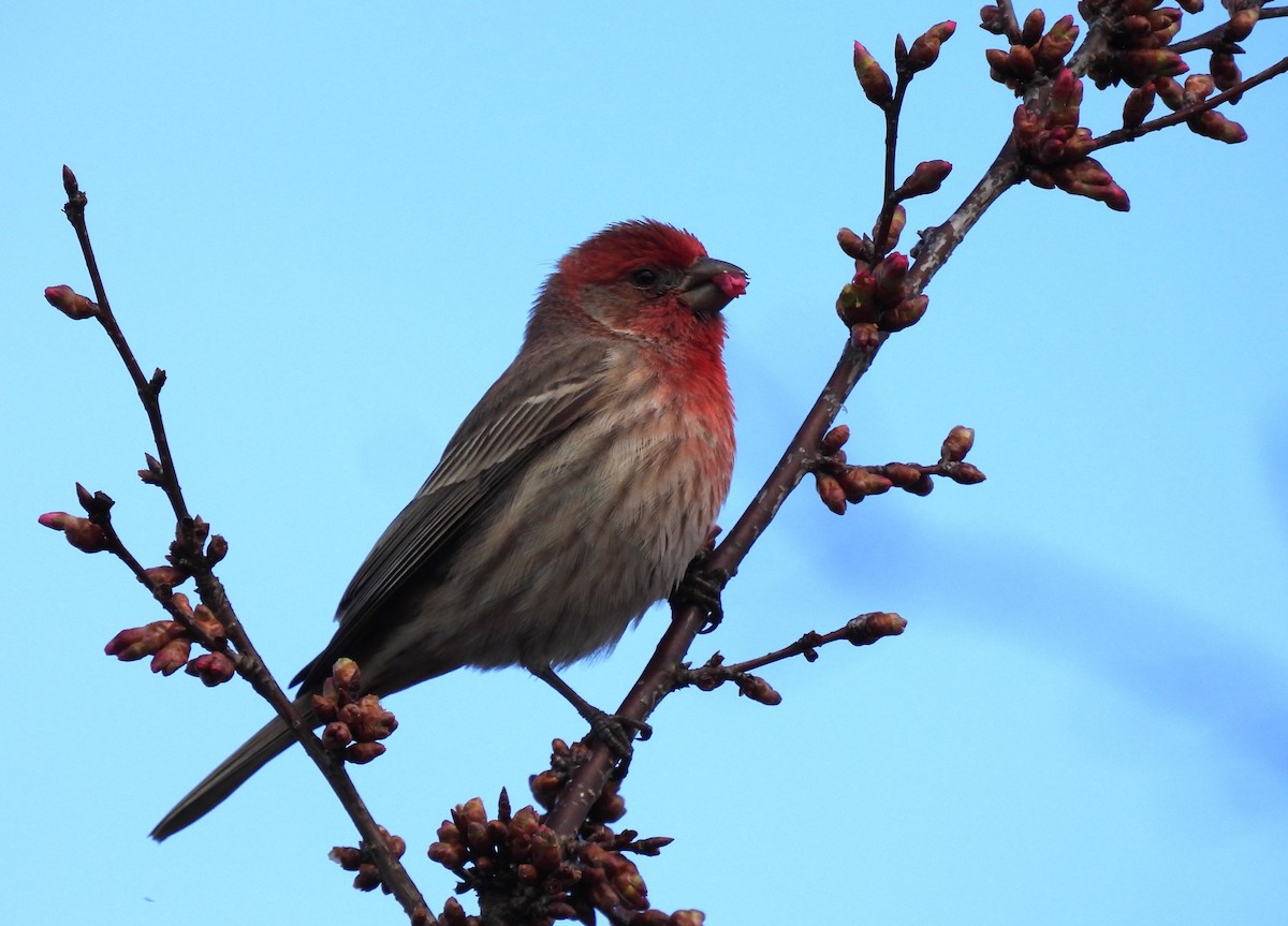 House Finch - Patricia and Richard Williams