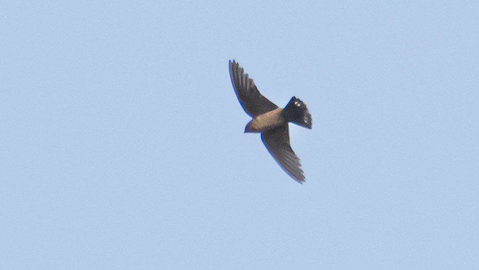 Dusky Crag-Martin - Vivek Sudhakaran