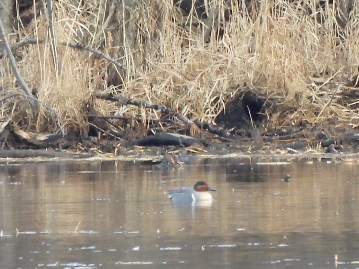 Green-winged Teal - ML615748344