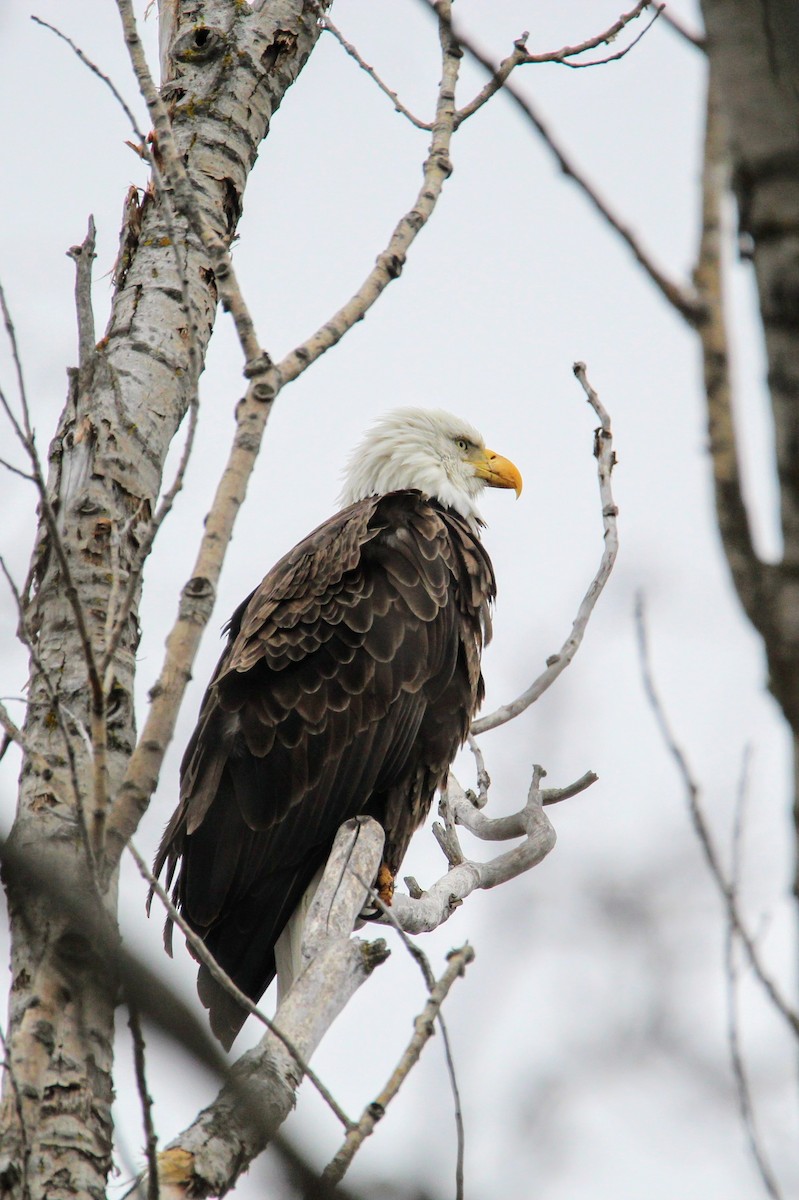 Bald Eagle - ML615748371