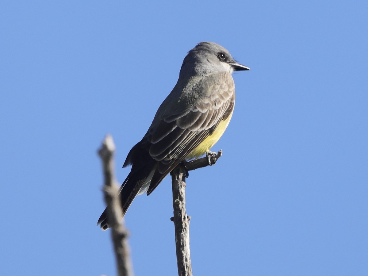 Cassin's Kingbird - David Wittrock