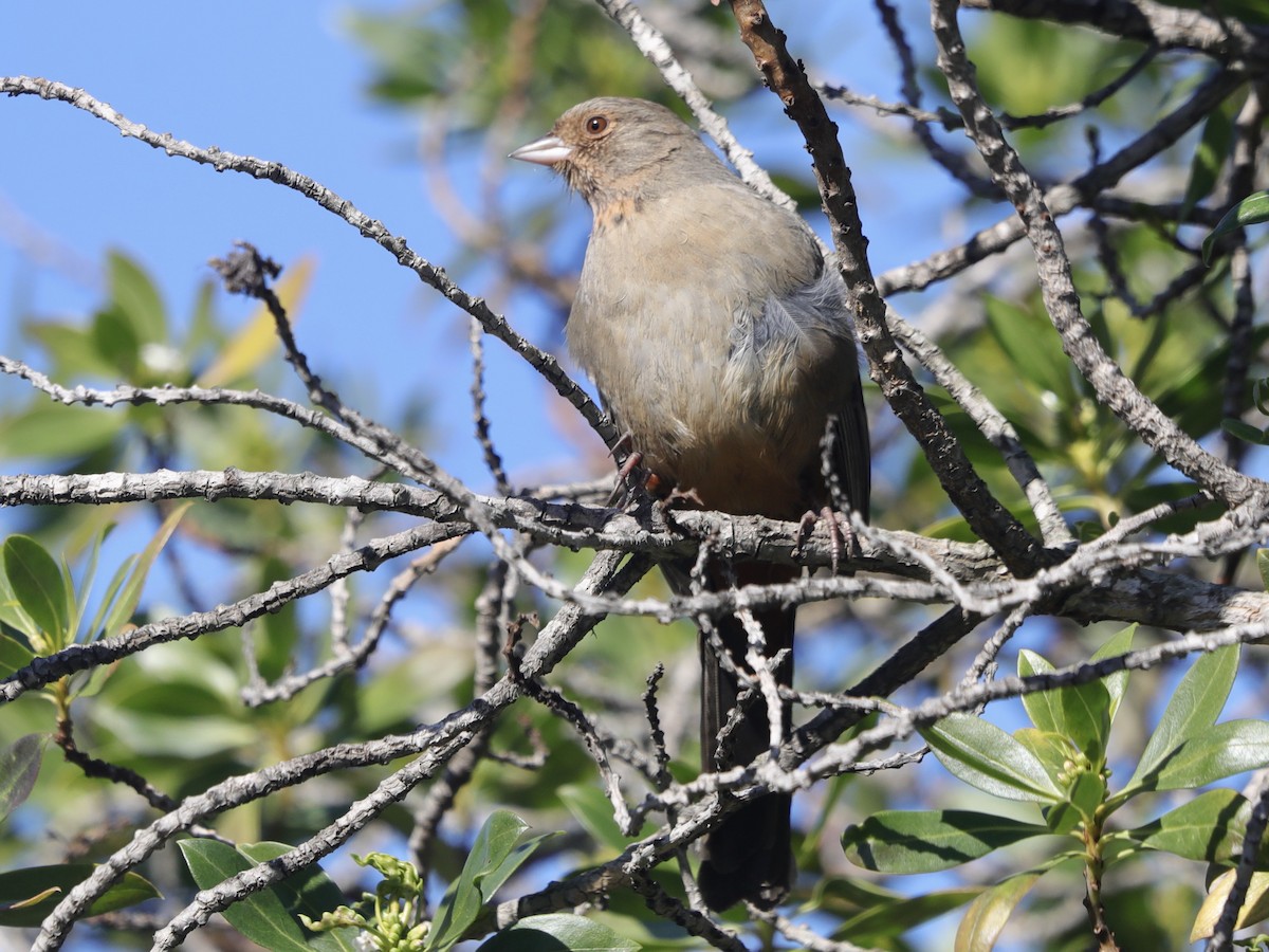 California Towhee - David Wittrock