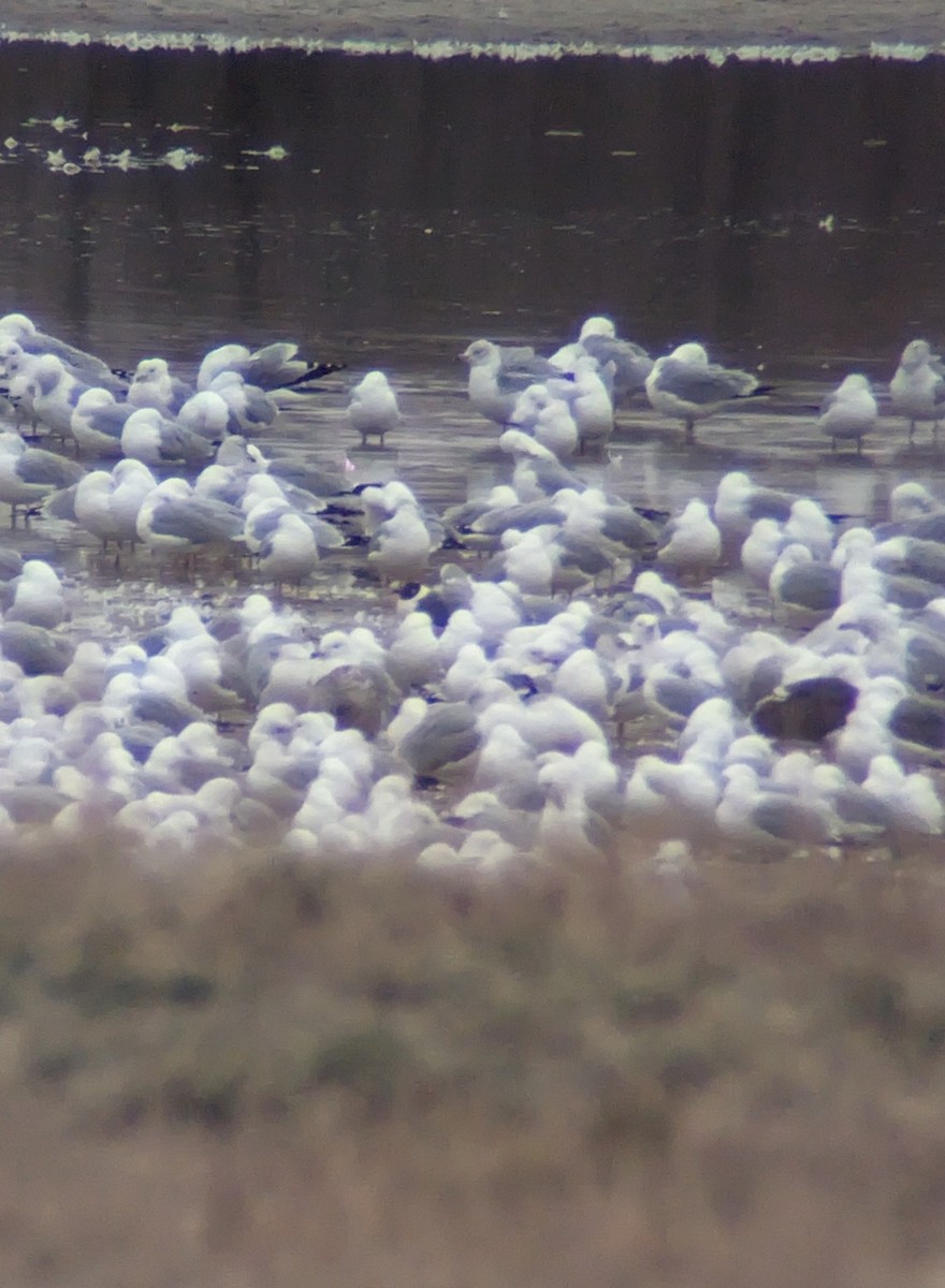 Franklin's Gull - ML615748431