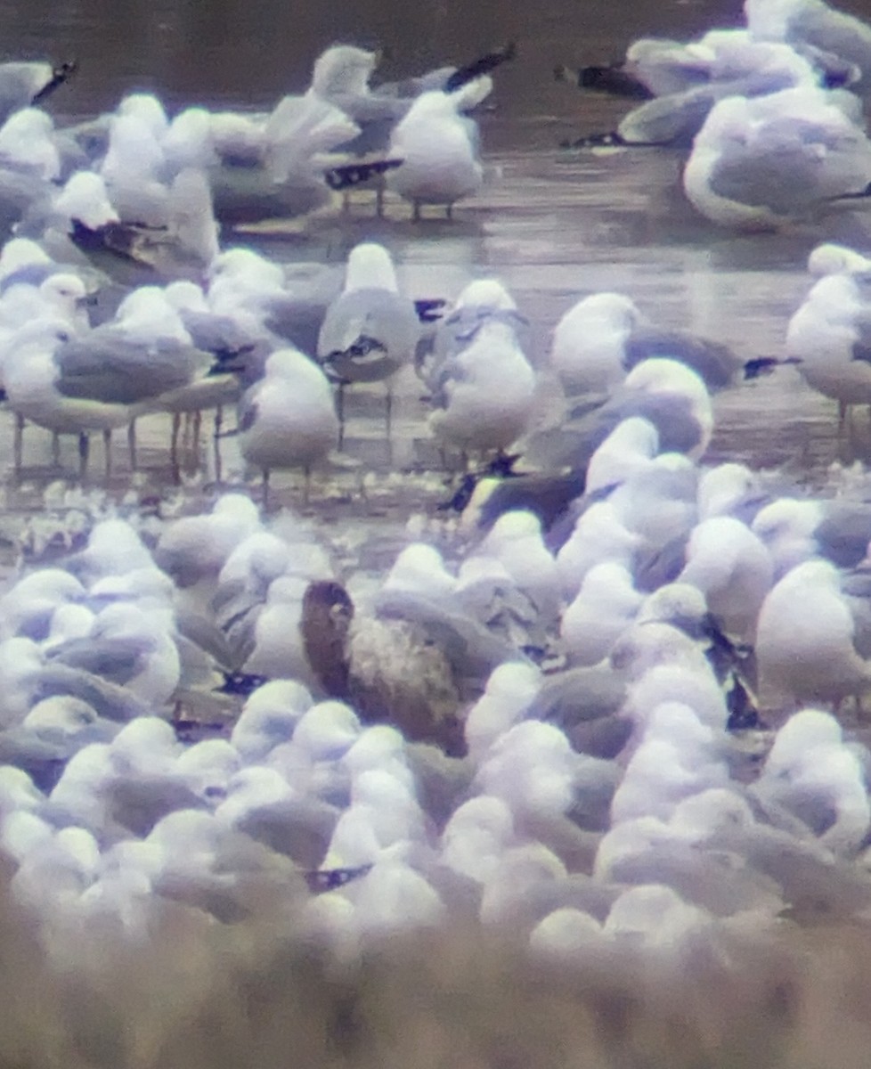 Franklin's Gull - Andrew McFadden