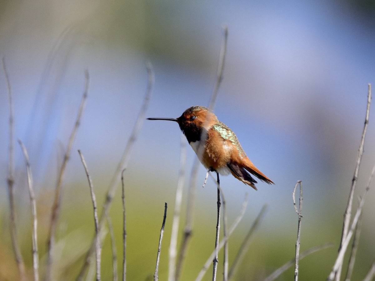 Allen's Hummingbird - David Wittrock
